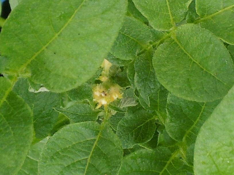 Potato growing roots along the stem